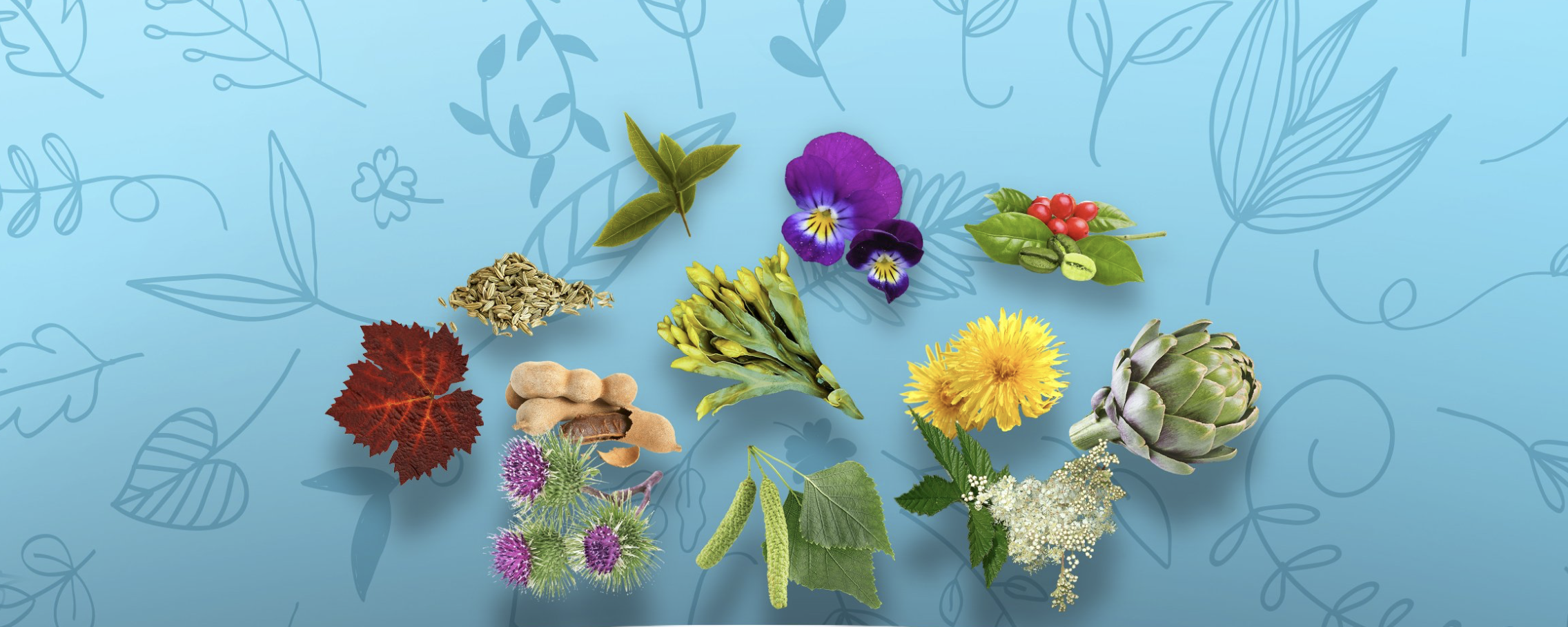 Scopri i segreti di 6 piante Detox